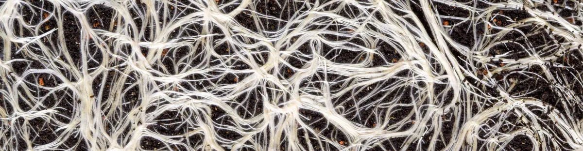 What’s Mycelium? The Unbelievable Story of Fungi’s Underground Mycelia - MUD\WTR™ UK